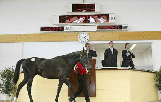 Manduro in the sales ring at the 2003 BBAG sale, where he was knocked down for 130,000 euros to the IVA